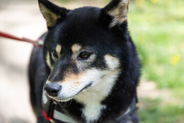 Fototapeta premium shiba inu portrait in the park
