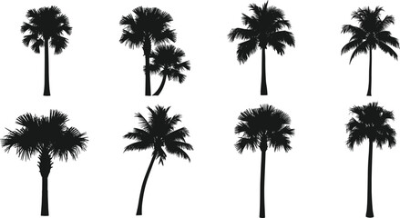 Collection of silhouettes of palm trees representing tropical vegetation and exotic natural environments on transparent background. © Emongrapic