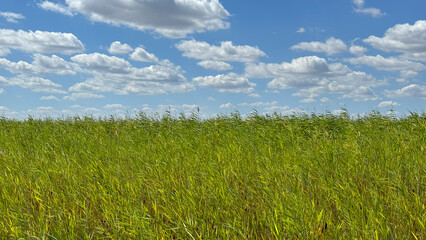 Wind-Swept Green Field Beneath a Sky of Scattered Clouds © Zsadnyi