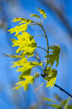 oak leaves blown in the wind against blue spring sky