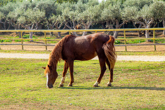 Cavallo