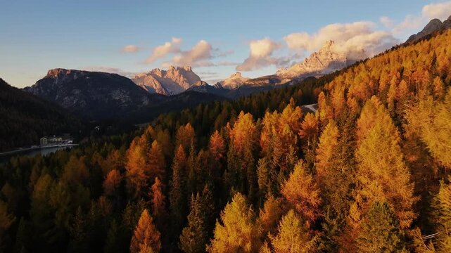 Scenic aerial view of fiery autumn colours in an alpine forest. Drone view of the Dolomites in the fall, Cortina d Ampezzo valley in autumn