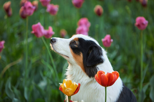 Profile portrait of a tricolor Australian Shepherd Aussie among blooming tulips. The dog looks up, enjoying a spring day in the garden. Atmosphere of tenderness, harmony, and calm in nature