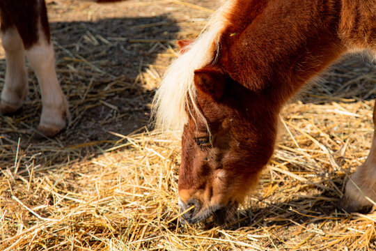 Il cavallo