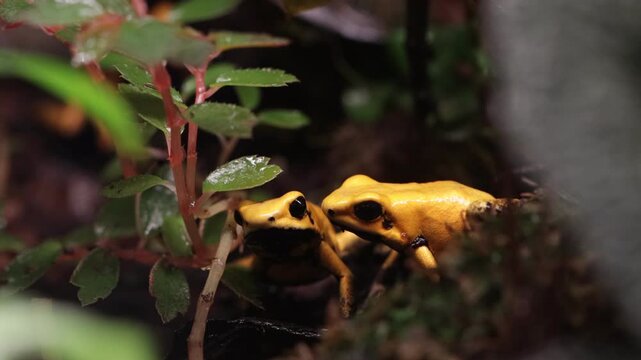 a pair Phyllobates terribilis "golden poison dart frog" seen close up on grass foraging, Golden poison dart frog seen close up
