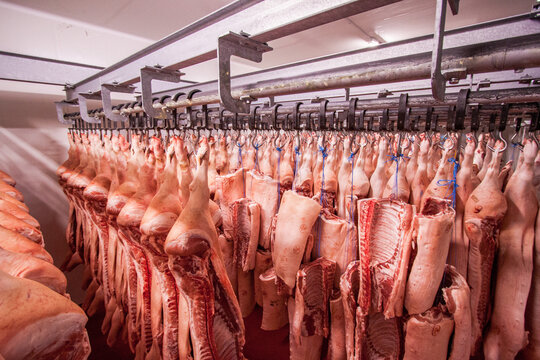 Carne macellata in cella frigo