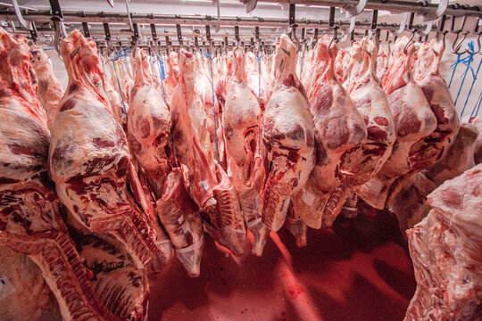 Carne macellata in cella frigo