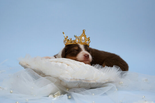 A newborn Australian Shepherd puppy sleeps sweetly on a white pillow wearing a gold crown with pearls. A fairytale-like, tender mood, blue background.