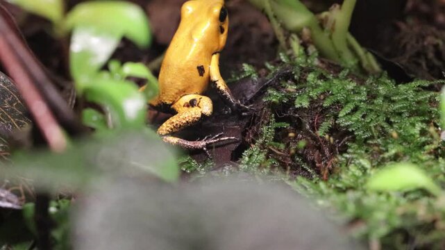 Phyllobates terribilis "golden poison dart frog" seen close up on grass foraging, Golden poison dart frog seen close up