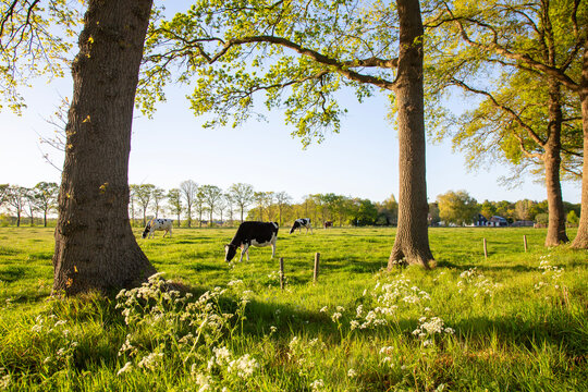black and white spotted cows and barn at sunset in holland near utrecht