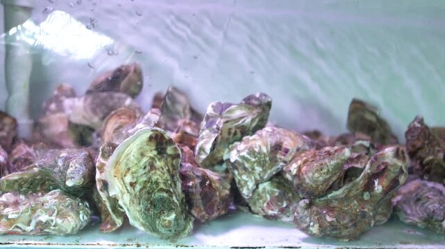 Live Oysters in a Fresh Water Tank at a Seafood Market
