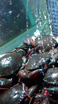 Live Mud Crabs with Tied Claws in a Seafood Market Tank