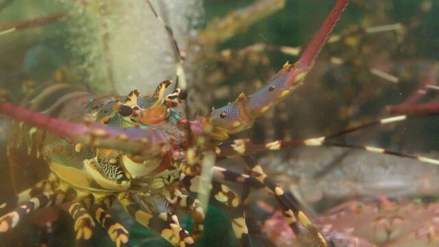 Close Up of a Live Spiny Lobster in an Aquarium Tank