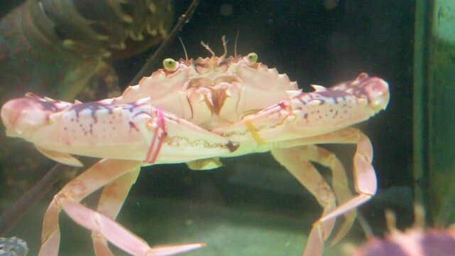 Live Blue Swimmer Crab in a Seafood Market Aquarium Tank