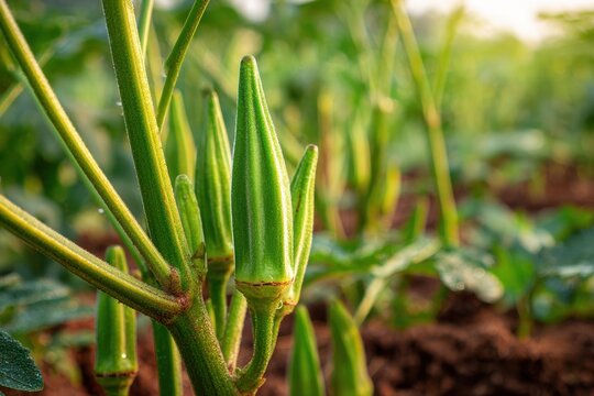 Close-up of fresh okra pods on an organic farm plant, vibrant green and sunlit