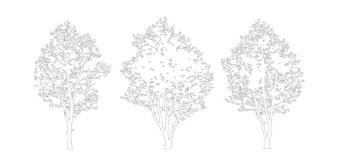 Minimalist tree line art vector set, architectural outline tree sketches, collection of three deciduous tree silhouettes for landscape design © jindu