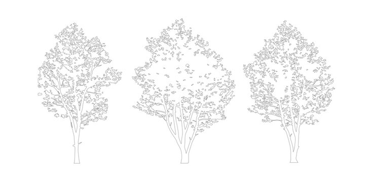 Minimalist tree line art vector set, architectural outline tree sketches, collection of three deciduous tree silhouettes for landscape design
