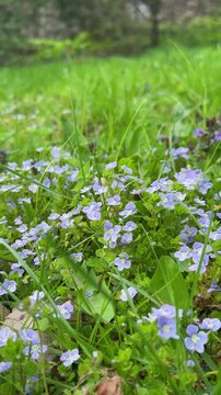 Close up of blue veronica flowers blooming in green grass. Wild speedwell flowers swaying in the wind during spring. Low angle shot of flowering plants in a sunny meadow. Vertical video.