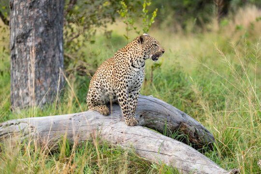 A young female leopard sitting on a dead tree lying on the ground in the lush grassland and looking into the distance, Sabi Sands Game Reserve. 