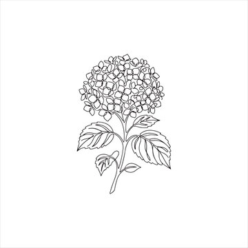 A line drawing of a hydrangea flower with leaves on a white background