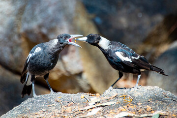 Obraz premium Australian Juvenile Magpie Fed by Mother