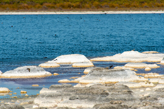 Lake Thetis Stromatolites - Western Australia