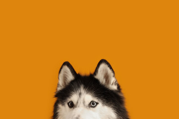 Cute husky dog on orange background © Pixel-Shot
