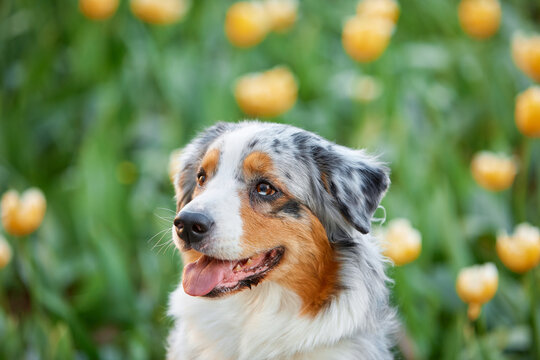 A portrait of a merle-colored Australian Shepherd against a backdrop of yellow tulips. The happy dog ​​looks up with his mouth open. Spring mood, garden, sunlight.