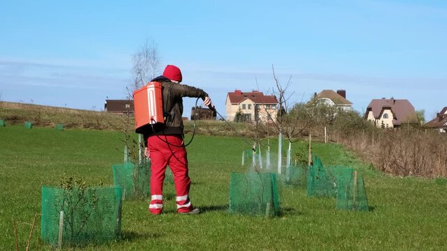 Worker spraying pesticide on a backyard for pest control, close-up, handles bushes. Gardening care work season. Early spring treatment of fruit trees, fungicide. Protecting the garden from diseases 4K
