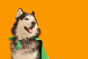 Cute husky dog in superhero costume on orange background © Pixel-Shot