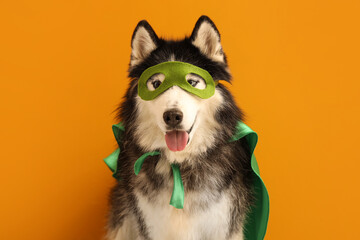 Cute husky dog in superhero costume on orange background © Pixel-Shot