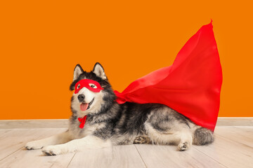 Cute husky dog in superhero costume near orange wall © Pixel-Shot