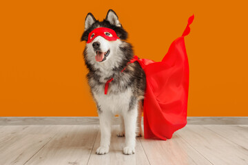 Cute husky dog in superhero costume near orange wall © Pixel-Shot