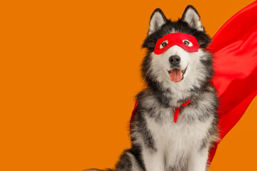 Cute husky dog in superhero costume on orange background © Pixel-Shot