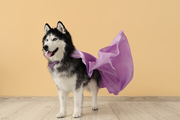 Cute husky dog in superhero costume near beige wall © Pixel-Shot