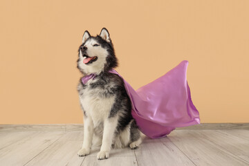 Cute husky dog in superhero costume near beige wall © Pixel-Shot