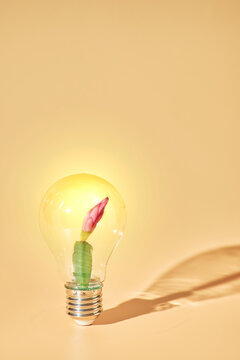 Creative Idea Concept: Flower Bud Growing inside a Glowing Light Bulb with copy space
