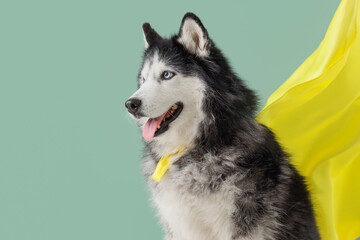 Cute husky dog in superhero costume on blue background © Pixel-Shot