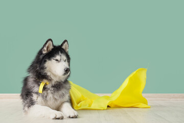 Cute husky dog in superhero costume near blue wall © Pixel-Shot