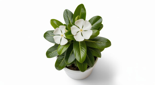 Potted white vinca flower with green leaves in a white pot on a white background