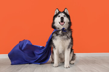 Cute husky dog in superhero costume near orange wall © Pixel-Shot