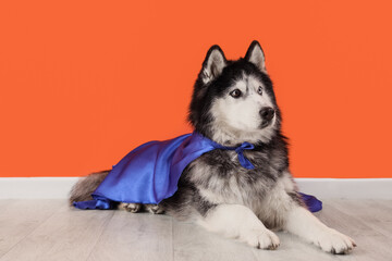 Cute husky dog in superhero costume near orange wall © Pixel-Shot