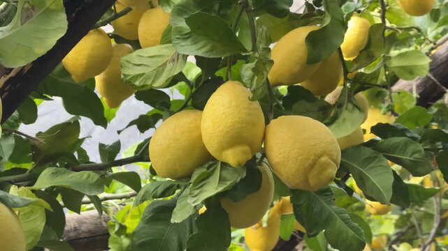 Ripe yellow lemons hanging on a citrus tree in a sunny garden. Fresh Mediterranean fruit among green leaves. Natural organic harvest. Summer agriculture concept. Horizontal video. Amalfi coast.