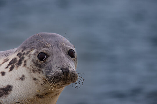 Portrait of a female grey seal on the beach of Heligoland