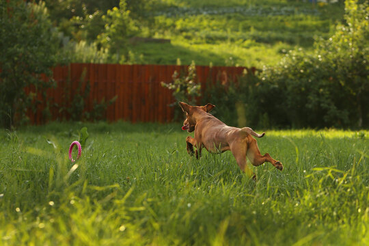 A Hungarian Vizsla runs across green grass at sunset. A quick leap, a pink toy on the lawn, the light of the golden hour. The pet's energetic activity outdoors, summer lifestyle, natural behavior.