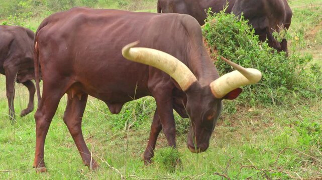 Close-up footage of Ankole-Watusi African breed of domestic cattle. It derives from the Ankole group of Sanga cattle breeds of east and central Africa.