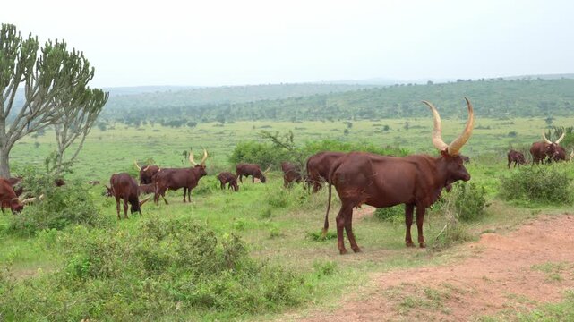 Ankole-Watusi is a modern African breed of domestic cattle. It derives from the Ankole group of Sanga cattle breeds of east and central Africa. It is characterized by very large horns.