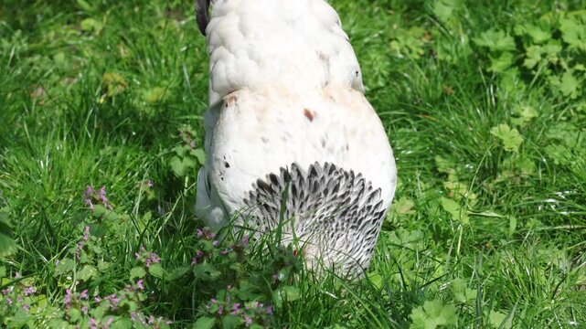 A Light Sussex hen scratching around for food in a back garden. Spring. UK