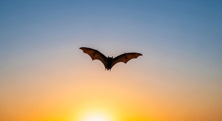 Naklejka premium Single fruit bat flying in dusk sky silhouette with wide wingspan against orange sunset gradient