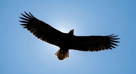 Fototapeta premium White Tailed Eagle Flying with Outstretched Wings Under Blue Sky with Backlight Silhouette Low Angle Shot